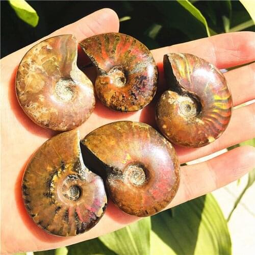 Natural Conch Fossil Rough Stone Iridescent Ammolite Facet Specimen Fossil Madagascar Stone Pendant Necklace Home Craft Decor