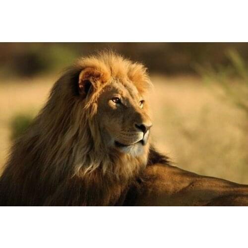 Large Modern Abstract Art Oil Painting Wall Deco - Lion(no framed)