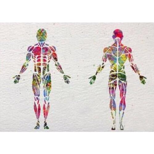 5d Diy Diamond Painting Cross Stitch watercolor Medical body Diamond Embroidery Full Square Diamond Mosaic sale home decor C488