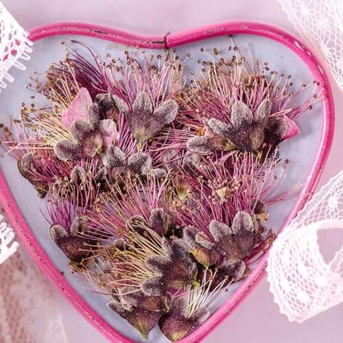 Foxtail Grass / Wild Grass Collection Dried Presesd flowers For Teaching Specimens Kindergarten Free Shipment