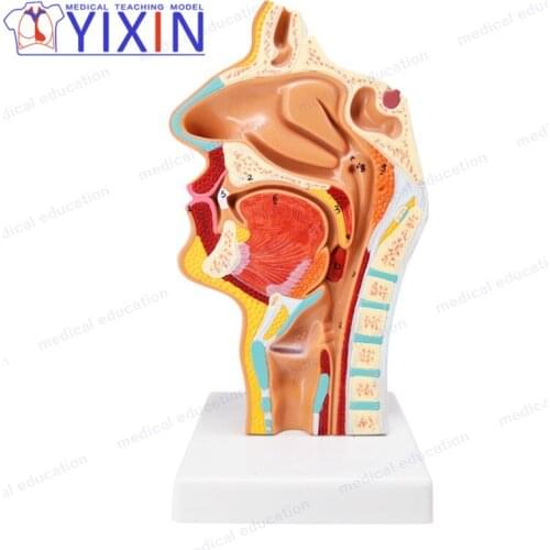 Human Anatomy Head Model Shows Nasal Cavity Oral Cavity Throat and Pharynx with Numbers for Medical Supplies and Equipment