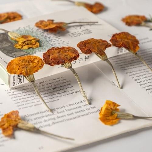 120pcs Pressed Dried Flower Tagetes erecta L Herbarium For Epoxy Resin Face Make UP Nail Art Jewelry Bookmark Phone Case DIY