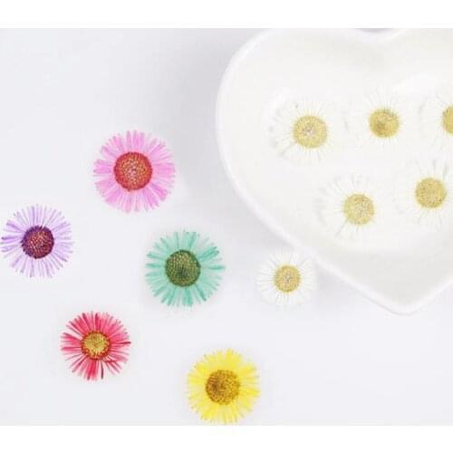 12Pcs Real Echinacea Dried Sun Flower Pressed For Resin Jewellery DIY Making Craft