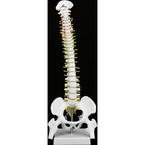 45cm Flexible Human Spinal Column Vertebral Lumbar Curve Anatomical Model Anatomy Spine Medical Teaching Tool Indoor Accessories