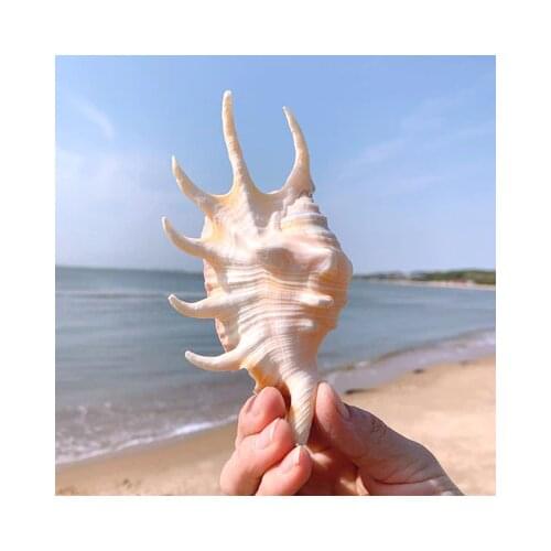 Natural Super Large Conchs Seashells Fish Tank Decoration Aquarium Landscaping Home Furnishing Platform Decoration Decorat