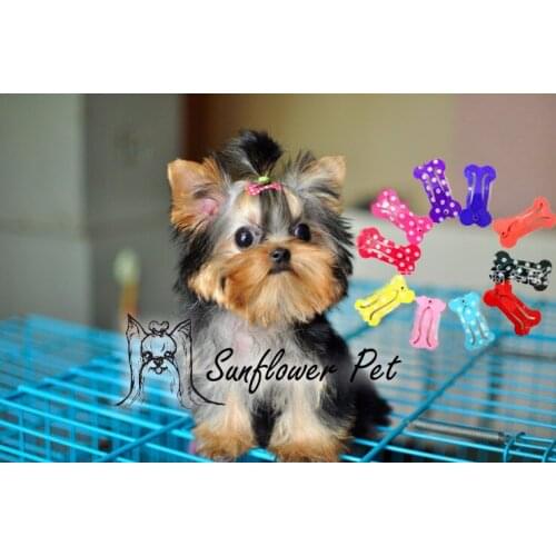 2.5CM Bone Heart Design Dog Mini BB Hair Clip Pet Hair Accessories Teddy Yorkshire Hairpin Grooming 50PC/Lot