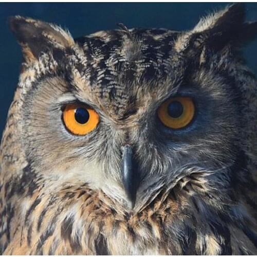 Bird Owl DIY 11CT Cross Stitch Kits Craft Needlework Set Cotton Thread Printed Canvas Home Decoration Wholesale For Living Room