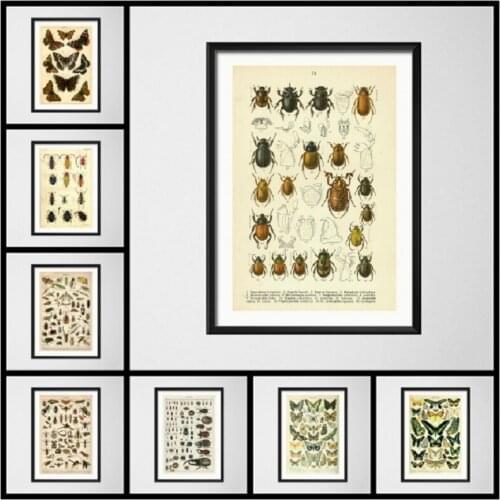 5D DIY Diamond Painting Insect Specimen Round Diamond Embroidery Cross stitch Diamond Mosaic Paint