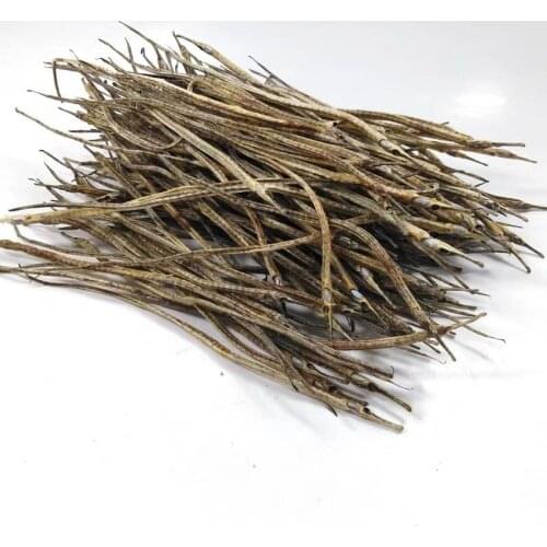 Real Syngnathus Natural Sea Otter Great for Jewelry supplies taxidermy nautical Home Decoration ,Craft Supplies 12~15mm