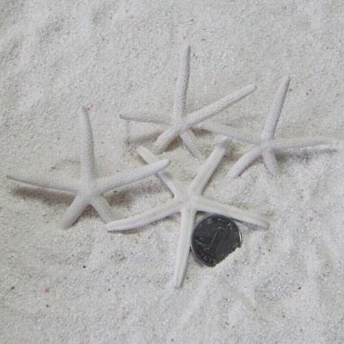 HappyKiss wholesale new Natural five fingers wedding fashion wall stickers derlook 5-10cm Natural shell starfish in white party