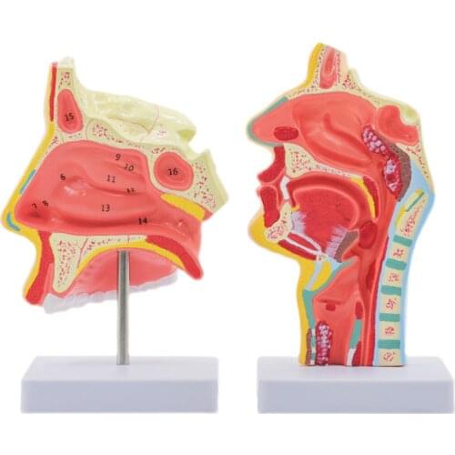 Human Anatomical Nasal Cavity Throat Anatomy Medical Model Teaching Tool Nose Snout Structure Medical Props