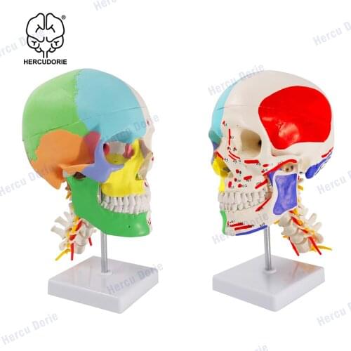 Scientific skull with cervical spine model, half muscle color, half muscle starting and ending point, three parts detachable, sk