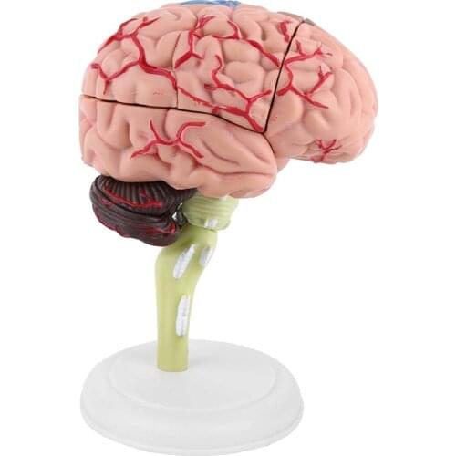 4D Brain Model Brain Model Structural Anatomy Teaching Learning Tool GDeals