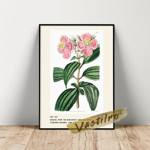 Sydenham Edwards Poster, Starry Osbeckia Wall Picture, Edwards’S Botanical Register Illustration, Retro Flower Leaf Wall Decor