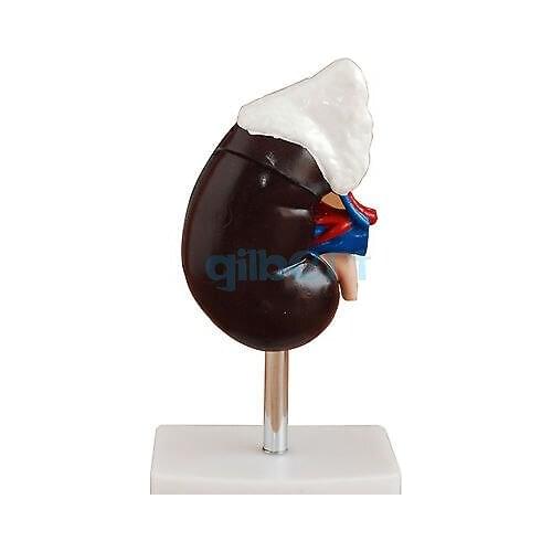 Natural Life Size Human Kidney with Adrenal Gland Anatomical Medical Model