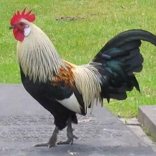 5d diy New generation full diamond embroidery diamond cross stitch crystal sets decorative animal scarlet Rooster under the tree