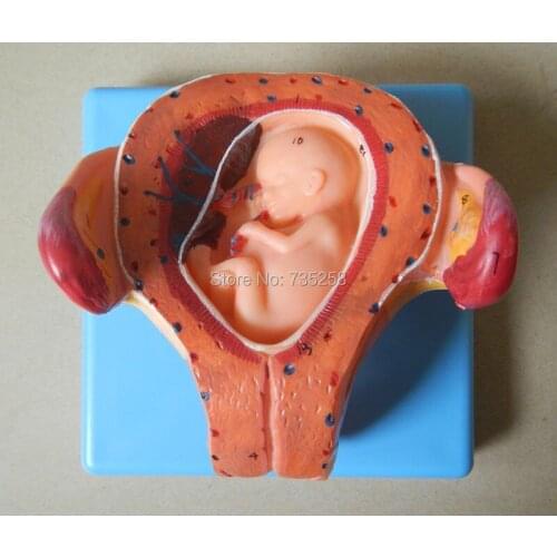 Three Months Embryo Model,Three Months Pregnant Embryo Model