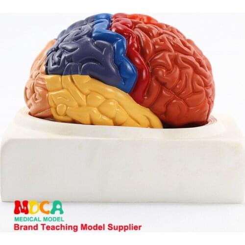 Human 1:1 Brain Assembling Regional Anatomy of Brain Function MDN003