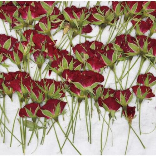 120pcs Pressed Dried Rose Flower Plants Herbarium For Resin Jewelry Making Postcard Frame Phone Case Craft DIY