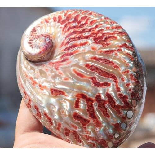 Home Decoration Red Pattern Abalone SeaShels Home Accessories Conch Fish Tank Aquarium Creative Decoration Lucky Abalone