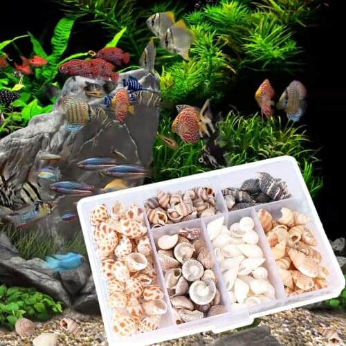 Natural Conch Sea Shells Home Decor Accessories Beach Theme Weding Party DIY Craft Candle Making Aquarium Vase Filling Decor