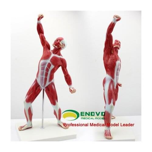 KeyWord: shallow muscle movement system; muscle movement