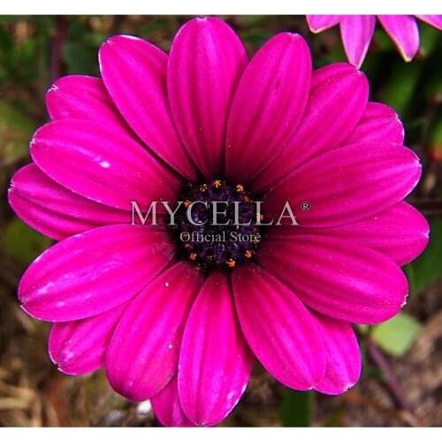 5D Diy Diamond Painting Cross Stitch Kit Diamond Embroidery Flowers Daisy Diamond Mosaic Full Round Rhinestone Crafts Home Decor