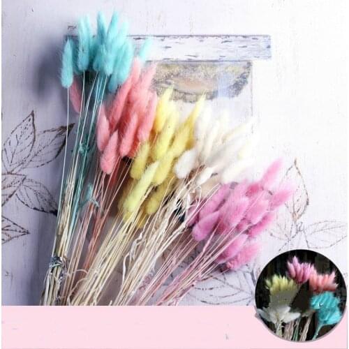 20Pcs/lot Natural Dried Flowers Colorful Lagurus Ovatus Real Flower Bouquet Home Decoration Wedding Decoration Rabbit Tail Grass