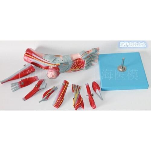 Foot Muscles Attached to Main Vascular Nerve Model Foot Joints Muscles Foot Subsequent Anatomy model