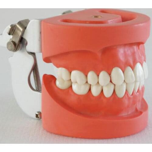 1pc dental teaching teeth models dental study teeth models 28pcs teeth hard gum FE jaw frame for dentistry and oral care