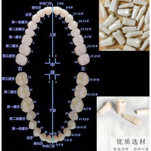 100% High Quality Model Dental Universal Plate Type Removable Teeth Study Tooth Model Yellow Color