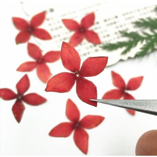 2018 Latest Original Red Ixora Dried Pressed Flower Paper Art Gifts For Postcard Decoration 200 Pcs Free Shipment