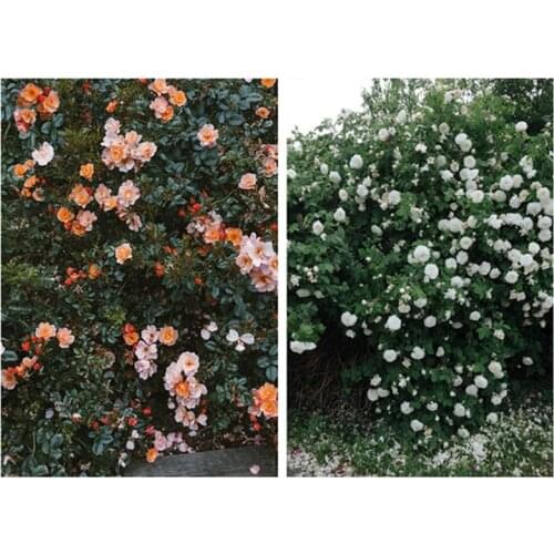 Fashion Poster Rose Flower Feather Nordic Style Wall Art Print Canvas Modern Painting Living Room Decoration Picture