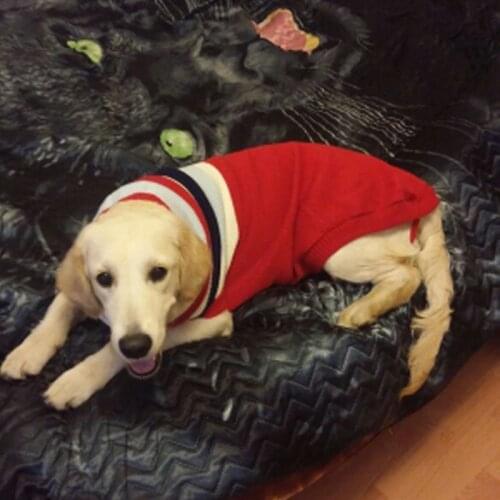 BIBSS Pet Dog Sweater Lovely Puppy clothes for dog Woolen Knitted Coat Apparel Cat Clothes 8 Sizes Chihuahua Costume Small Dog