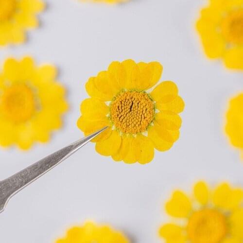 250pcs Pressed Dried Chrysanthemum multicaul Flower Plants Herbarium For Epoxy Resin Jewelry Making Makeup Nail Art Craft DIY