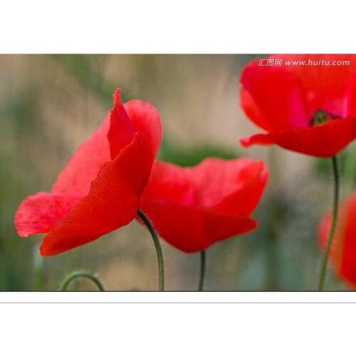 5d Diy Diamond Painting Cross Stitch Diamond Embroidery Crystal Diamond Mosaic Red poppy flower Pictures Needlework craft AS501