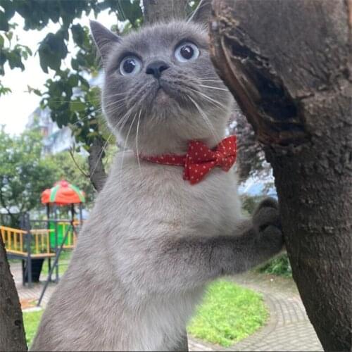 Bow Tie Kitten Cat Collar Adjustable Buckle Bow Tie Puppy Dog Collar Fashion New Cute Bow Pet Collar