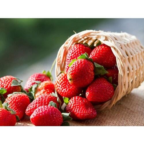 Fruit Strawberry DIY Embroidery Cross Stitch 11CT Kits Craft Needlework Set Printed Canvas Cotton Thread Home Decoration Sale
