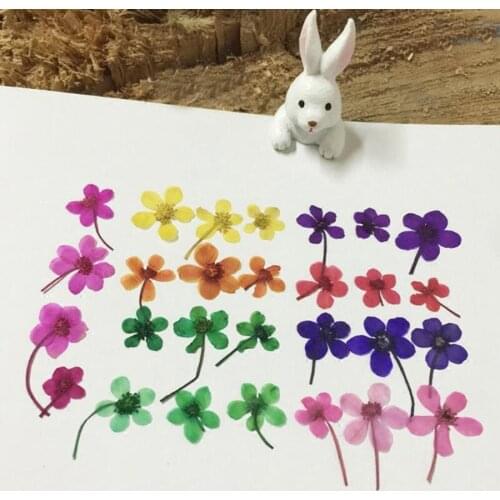 60pcs Dyed Pressed Dried Mini Wildflower Flower Plants Herbarium For Jewelry iPhone Phone Case Frame Making Accessories