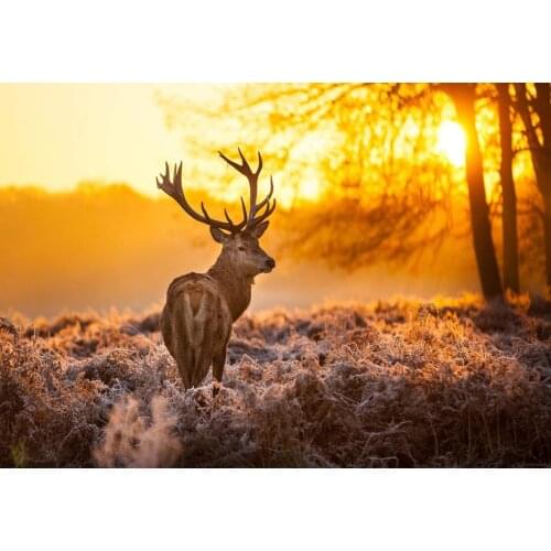 A14741 11CT/14CT/18CT/25CT/28CT oil scenery patterns Counted Cross Stitch DIY Cross Stitch Kits Embroidery Needlework Sets