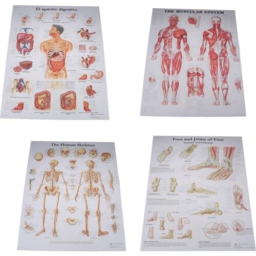 New Print Body Map Silk Painting Wall Pictures Human Anatomy Muscles System Art Poster Medical Education Hospital Massage Map