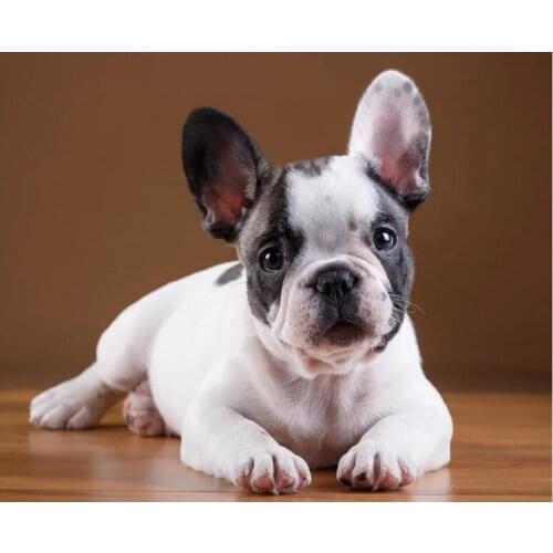 3d picture of rhinestones diamond embroidery french bulldog puppy 5d diy diamond painting square round,diamond,cross-stitch C893