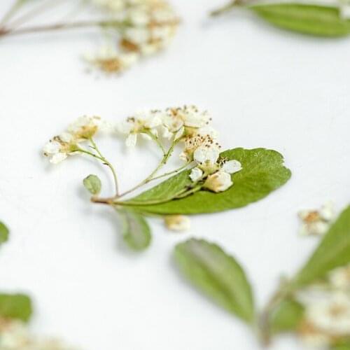 250pcs Pressed Dried Flower Pyracantha Fortuneana Stem Herbarium Epoxy Makeup Jewelry Postcard Invitation Card Phone Case DIY