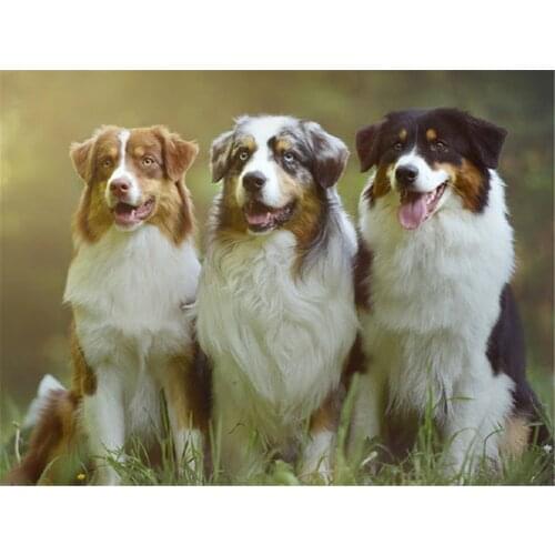 Animal Border Collie DIY Cross Stitch Embroidery 11CT Kits Craft Needlework Set Printed Canvas Cotton Thread Home Wholesale