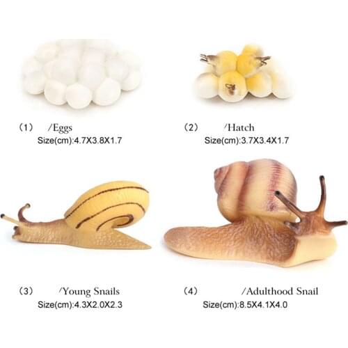 2xRealistic Plastic Snail Growth Cycle Life Cycle Snail Model Biology Toys