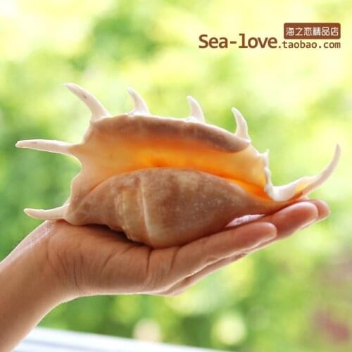 Seven-Horned Natural Conch Creative Gifts Mediterranean Home Decoration Fish Grass Jar Micro-landscape Landscaping Decoration