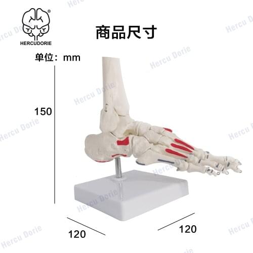 Scientific Skeletal Foot Model with Ankle | Foot Bones and Joints Bound with Wire Showing Natural Range of Motion | Comes on Bas