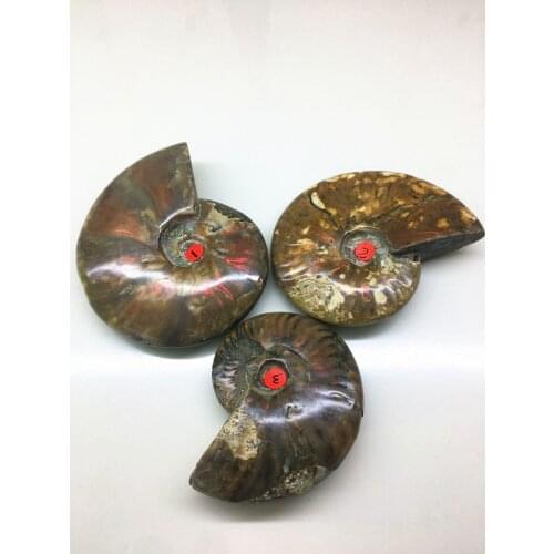 Natural quartz crystal color fossil conch Madagascar