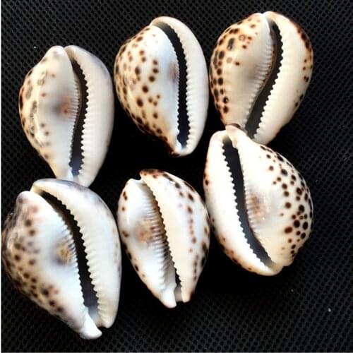 Rare natural trochid conch Fossil Specimen Shell Mineral Healing Madagascar natural stones as collection for home decoration