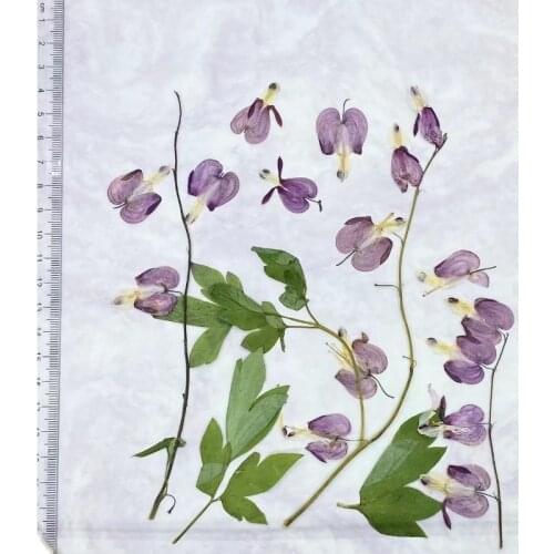 12pcs Pressed Dried Flower Bicuculline With Stem For Nail Art Jewelry Bookmark Phone Case Invitation Card DIY